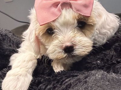 Mini Golden Cavapoo Puppies