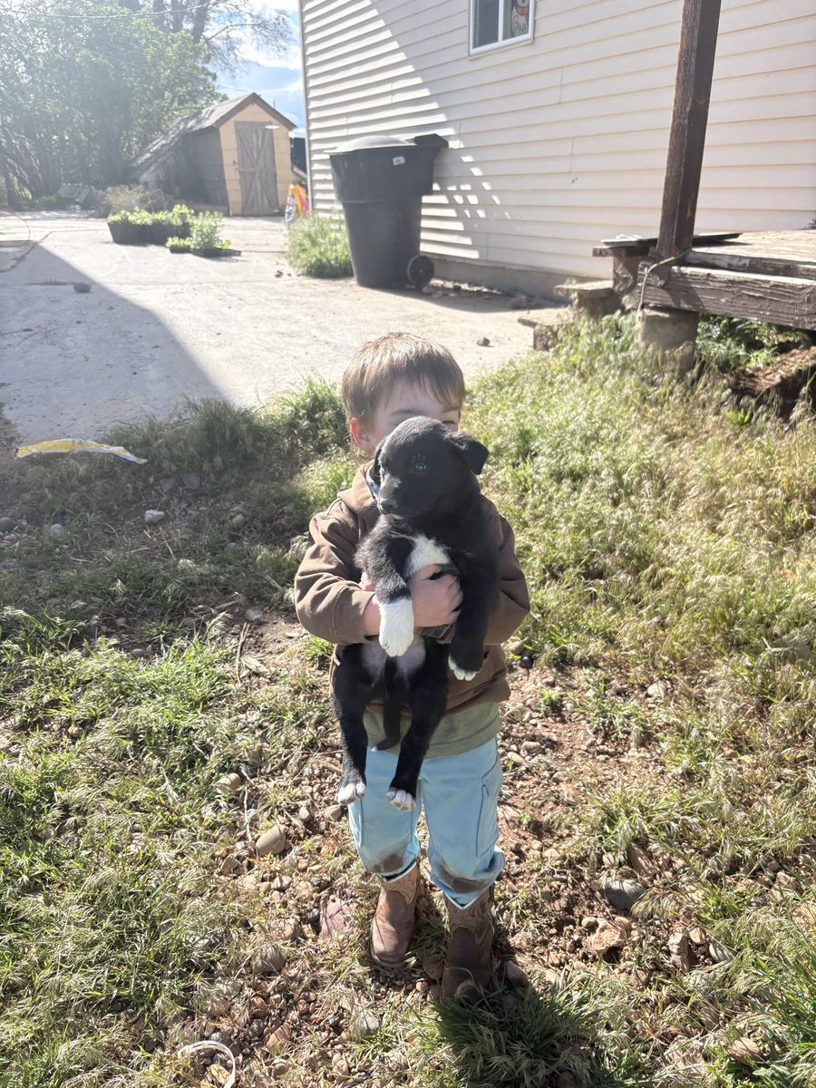 Border collie puppies