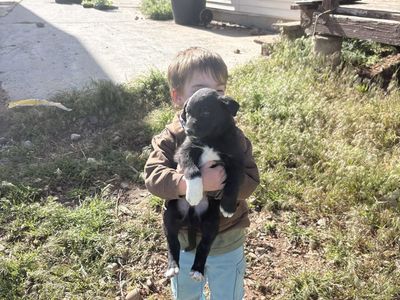 Border collie puppies