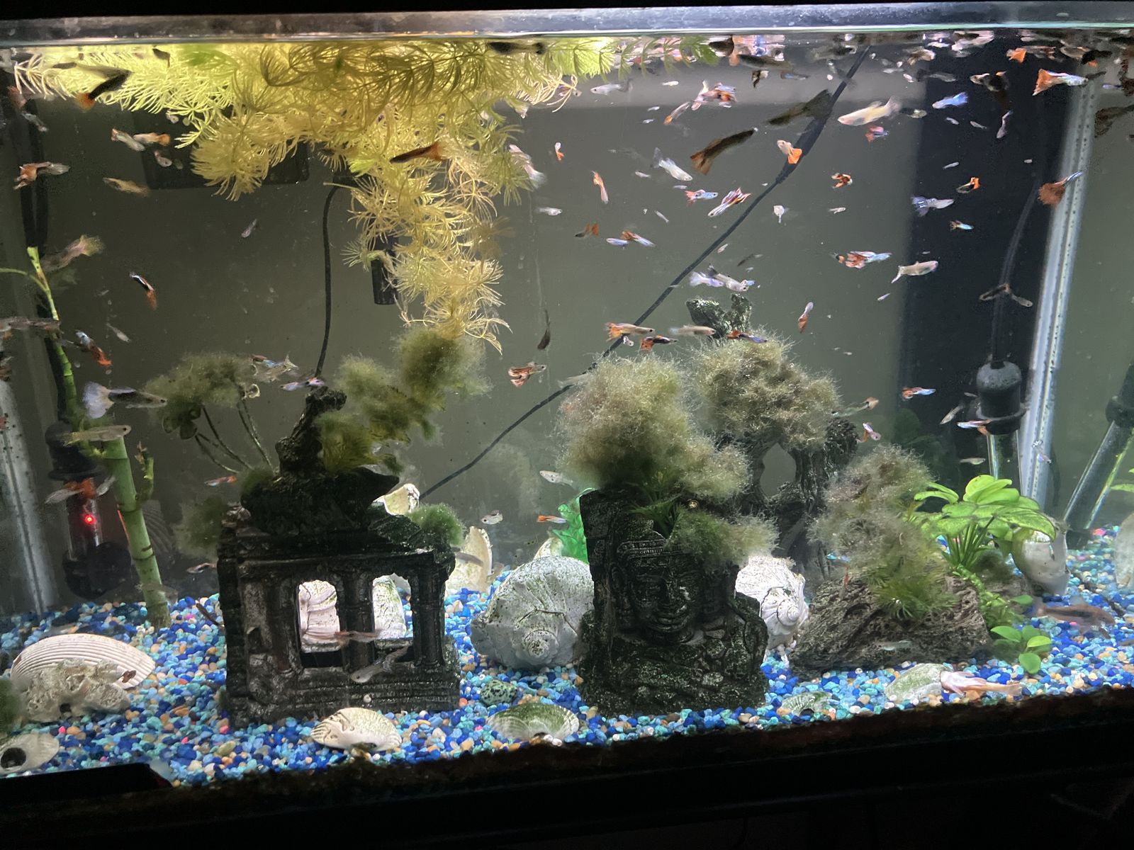 30 Gallon Aquarium