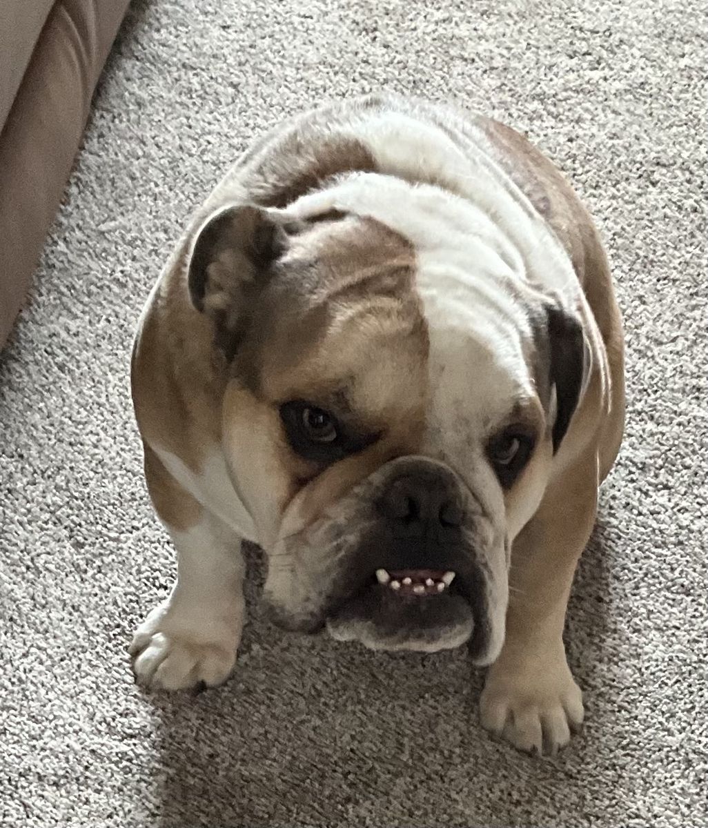 English Bulldog - 2 Years Old Male (Neutered & Vaccinated)
