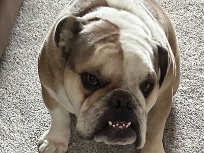 English Bulldog - 2 Years Old Male (Neutered & Vaccinated)