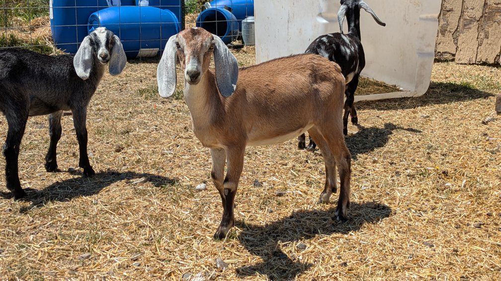 Beautiful registerable Nubian doeling