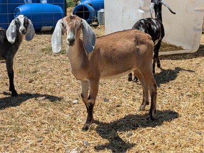 Beautiful registerable Nubian doeling