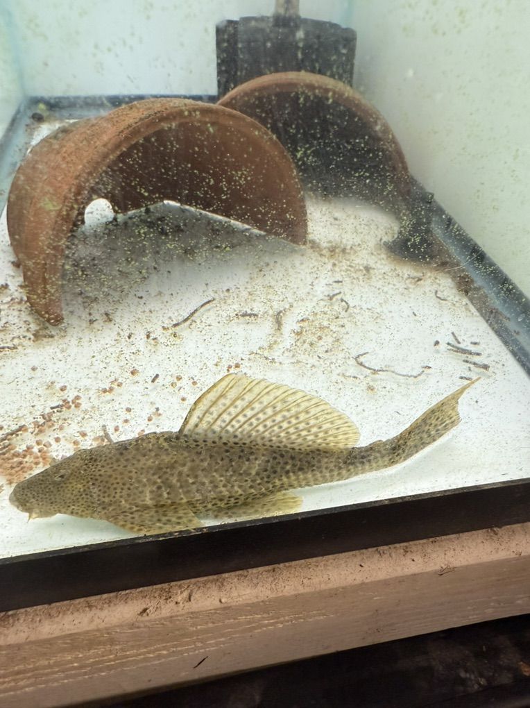 Free Common Plecos