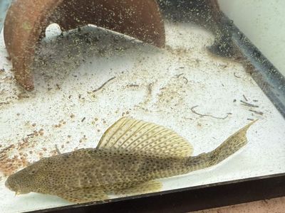 Free Common Plecos