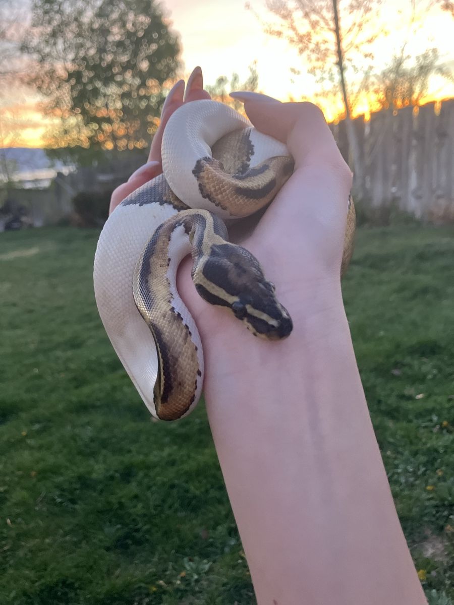 Pied Ball Python (female)