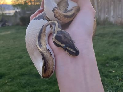 Pied Ball Python (female)