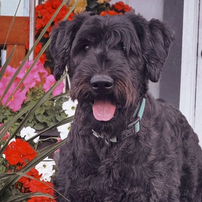 Friendly Giant Schnauzer