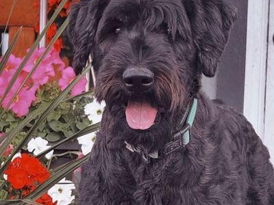 Friendly Giant Schnauzer