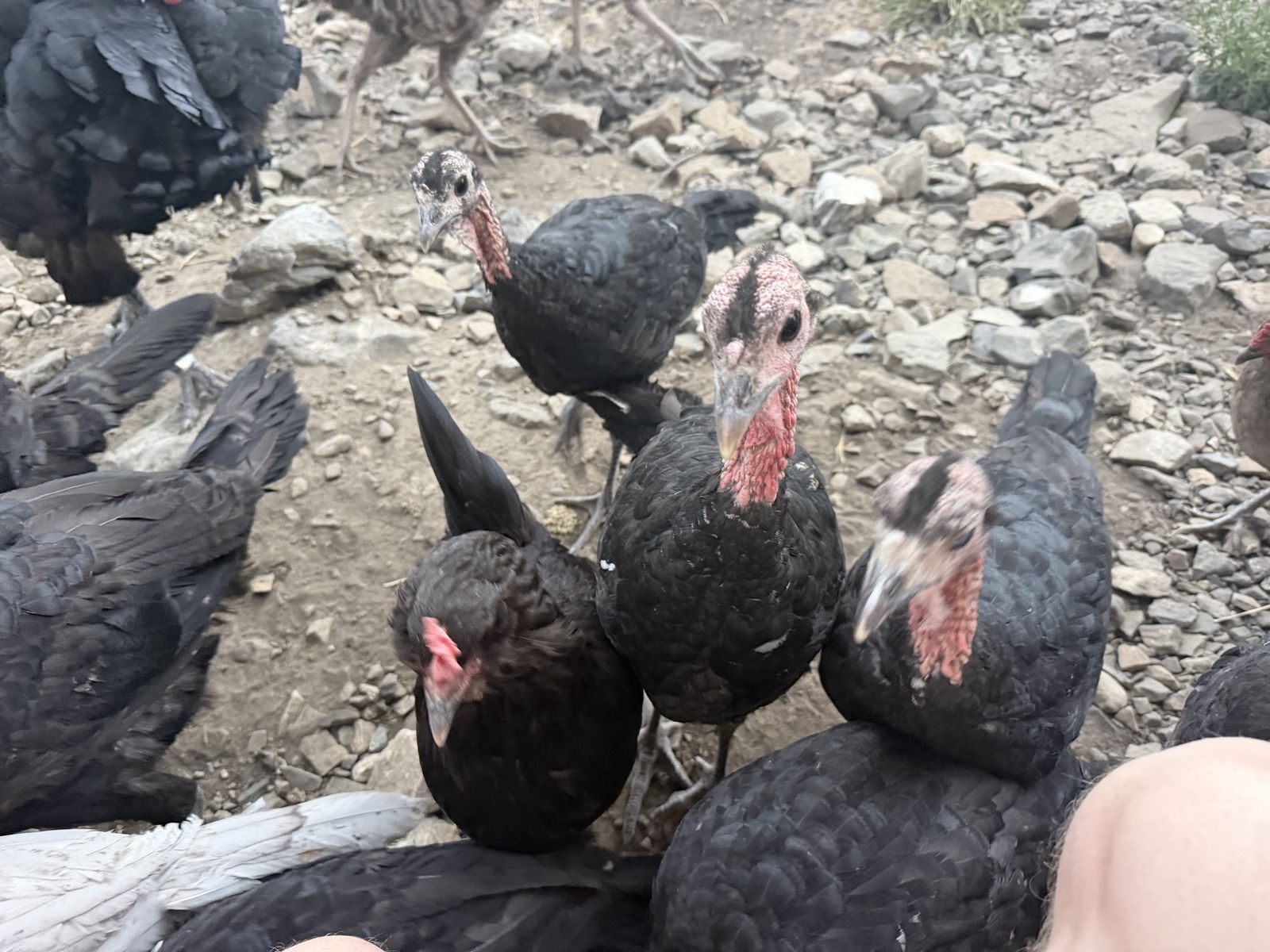 Black Spanish mix heritage turkeys
