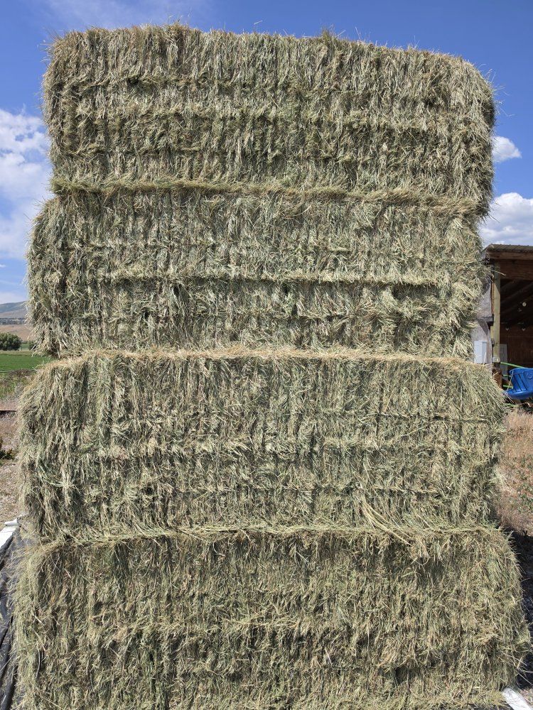 High-Quality grass Horse Hay Bales - Freshly Cut & Stacked