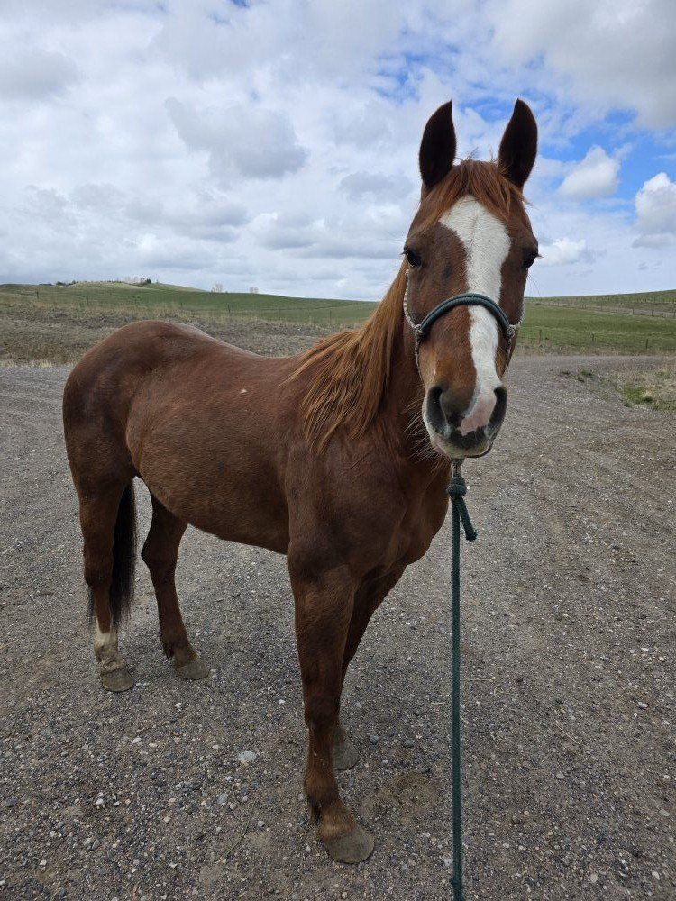 10 yo Grade Mare