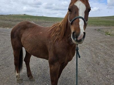 10 yo Grade Mare