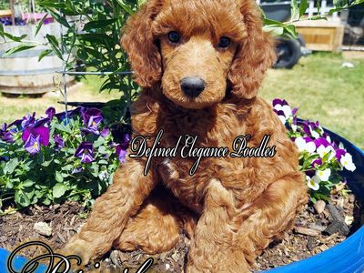 AKC Mini & Moyen Poodles, Champion Parents