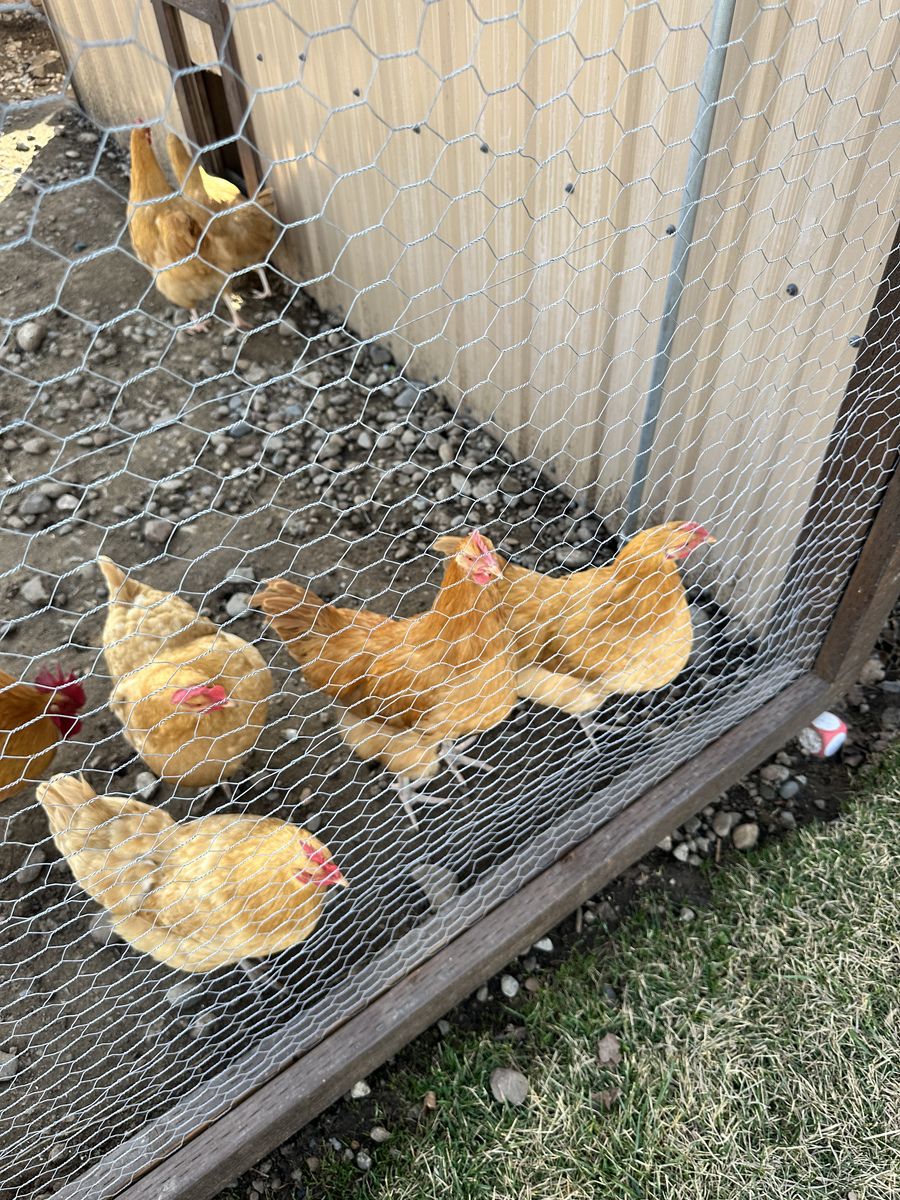 Buff Orpington Roosters- 16 Weeks