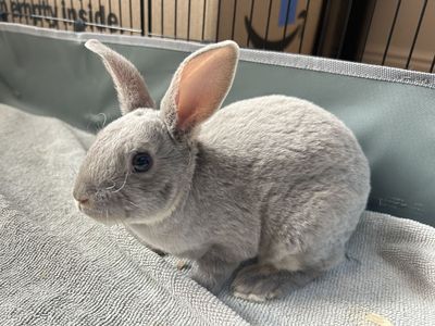Mini Rex Baby Bunnies