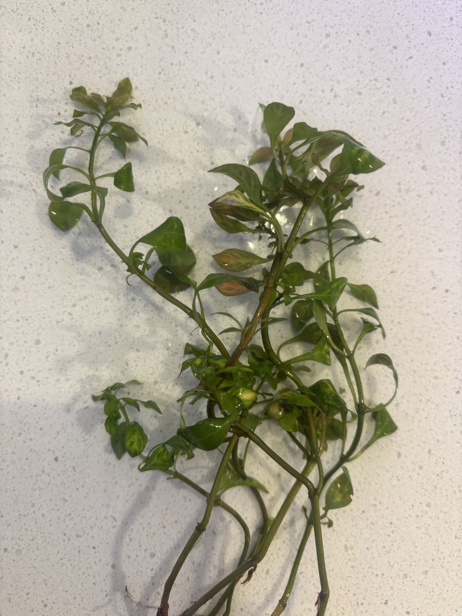 Mini Beginner plant bundle
