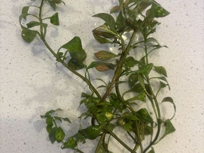 Mini Beginner plant bundle