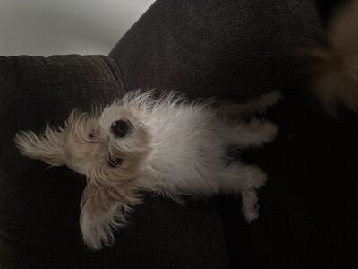 Yorkie-pomeranian mix