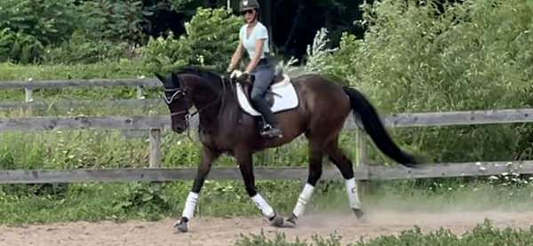 Bay Thoroughbred gelding