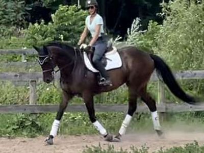 Bay Thoroughbred gelding