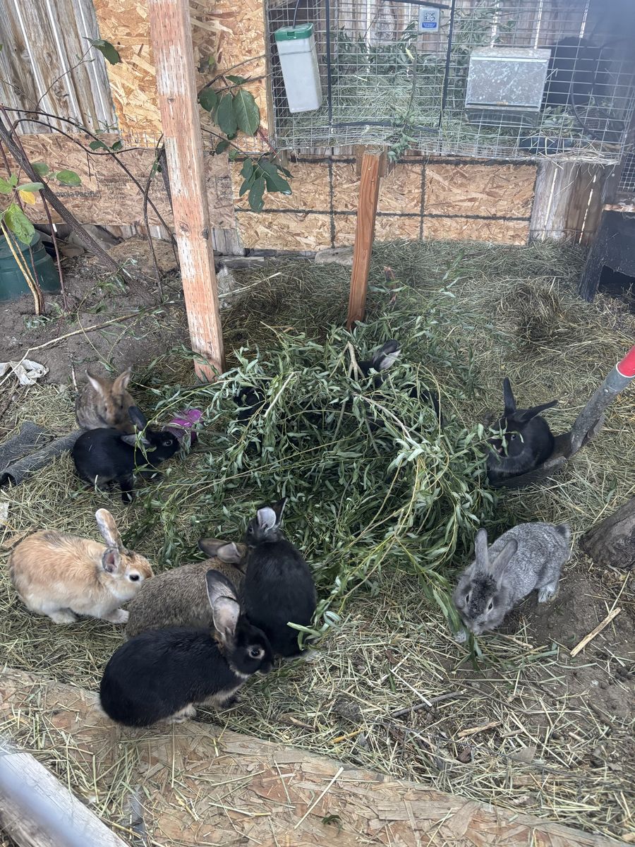 Free bunnies