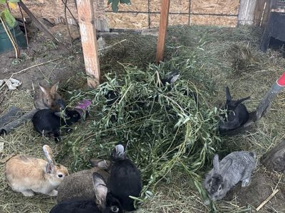 Free bunnies