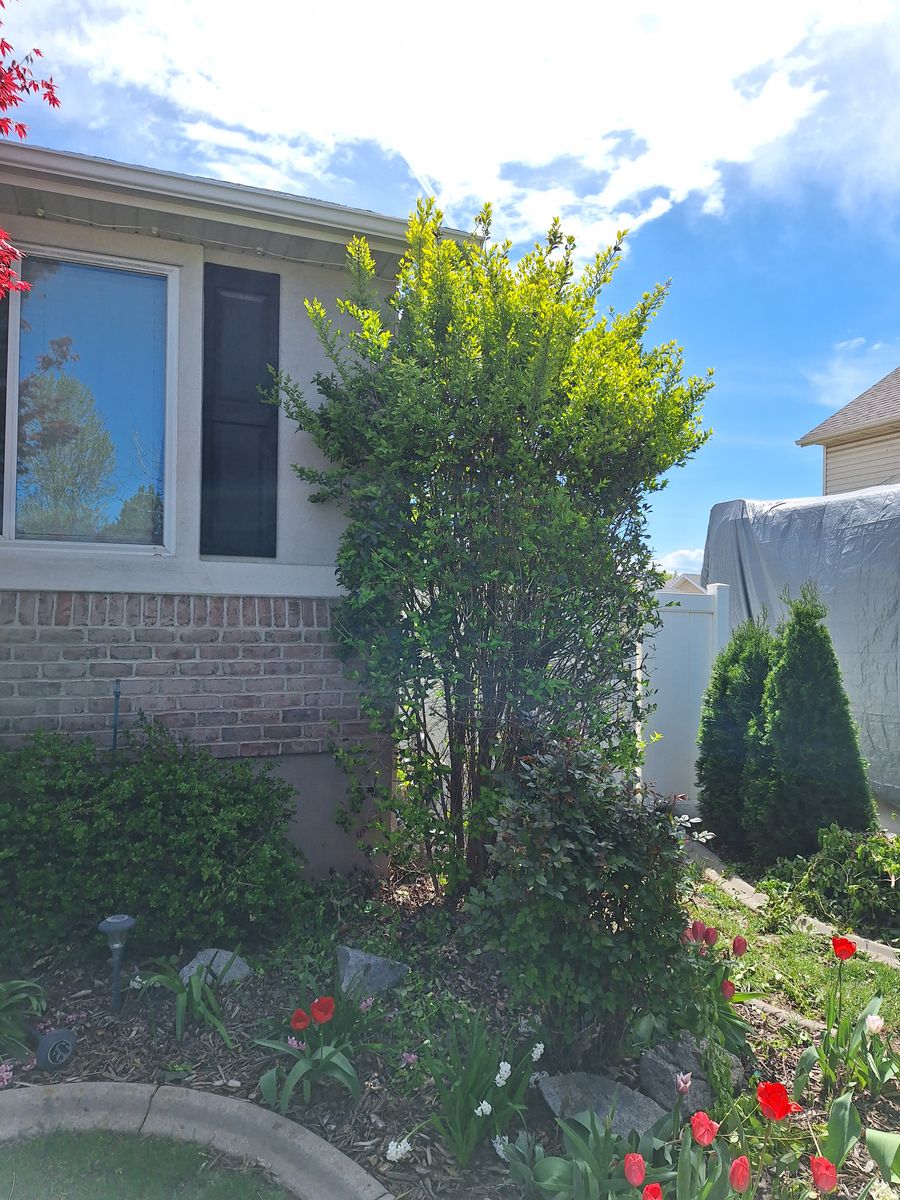 8 ft tall Golden Privet Bush Green/Light Green Large