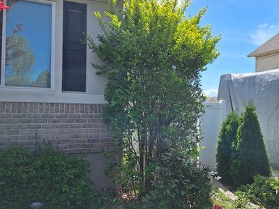 8 ft tall Golden Privet Bush Green/Light Green Large