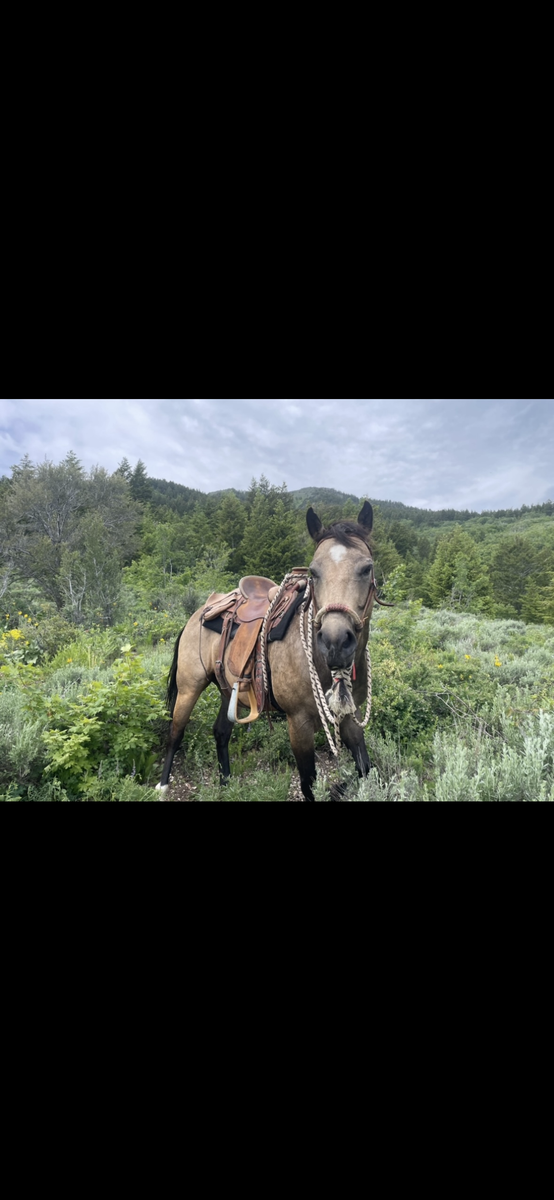 9 yr old gelding