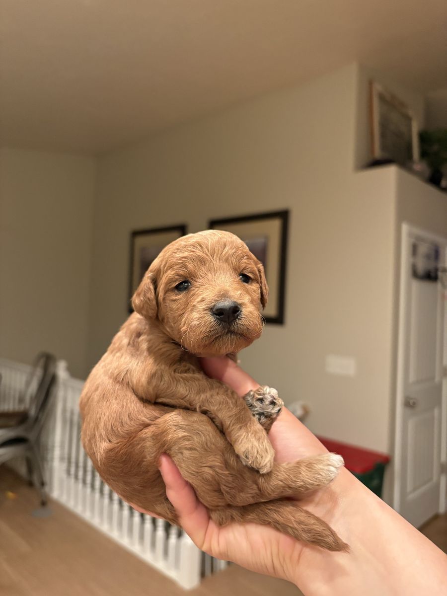 Mini Goldendoodle Puppies
