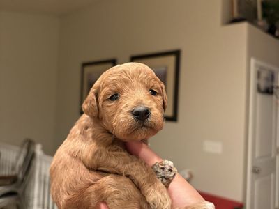 Mini Goldendoodle Puppies
