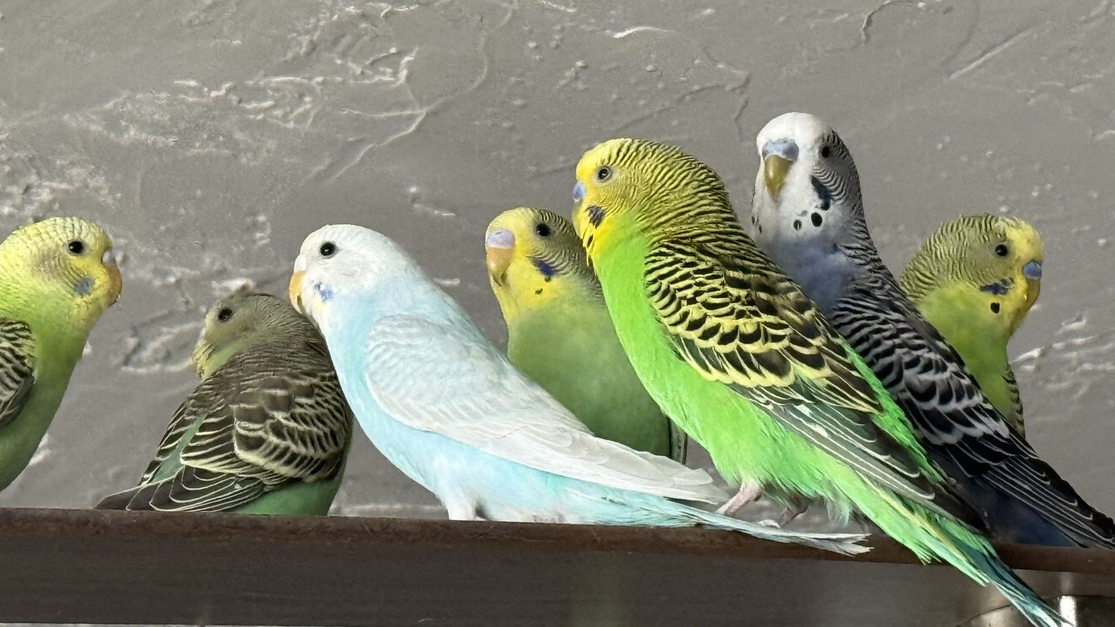 Parakeets for sale $25 and a cage for $35