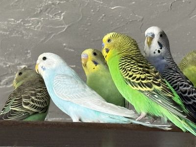 Parakeets for sale $25 and a cage for $35