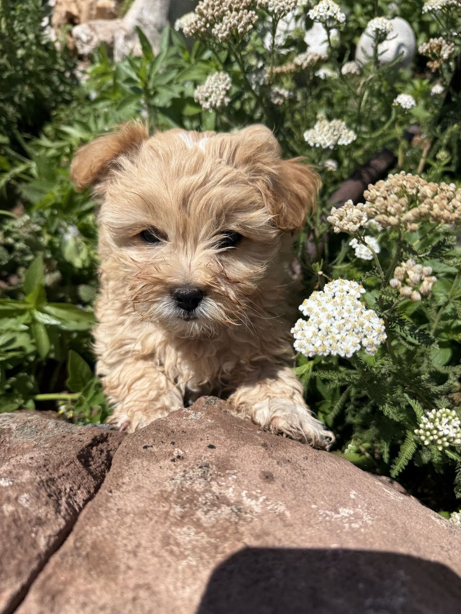 Adorable Maltese/ Poodle/ Shih -Tzu Mix Puppy- Female Hypoallergenic