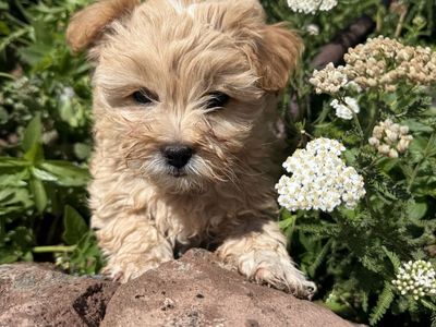 Adorable Maltese/ Poodle/ Shih -Tzu Mix Puppy- Female Hypoallergenic