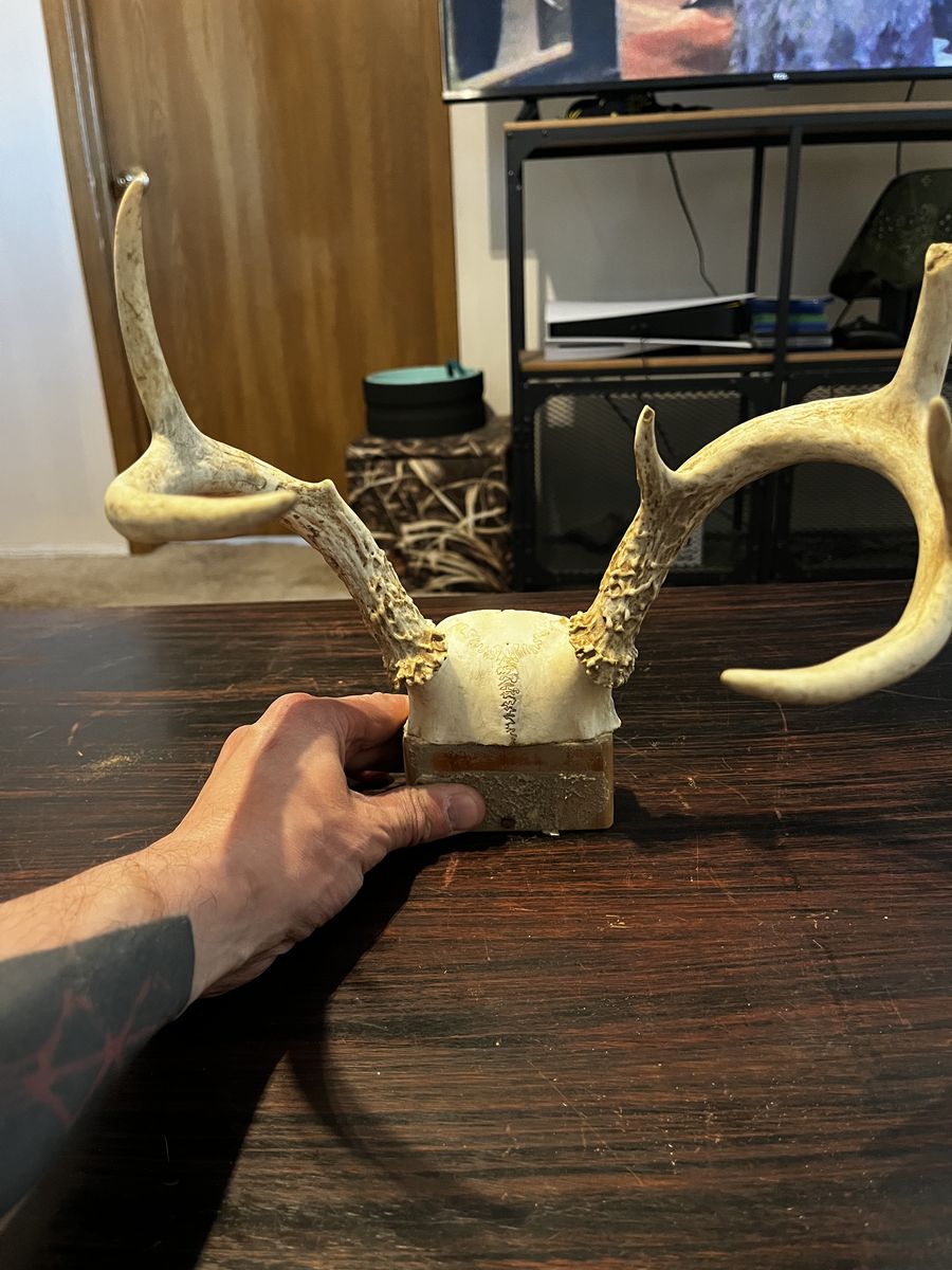 Antler Rack
