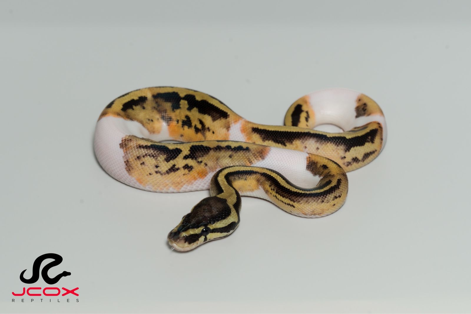 Leopard Pastel Pied Het DG 50% het clown