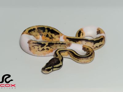 Leopard Pastel Pied Het DG 50% het clown