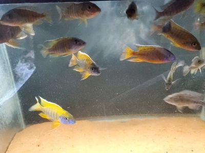 Peacock sunshine cichlids