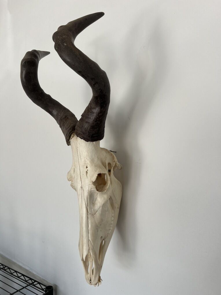 Red Heartbeast Skull Euro Mount