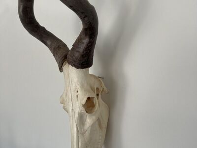 Red Heartbeast Skull Euro Mount