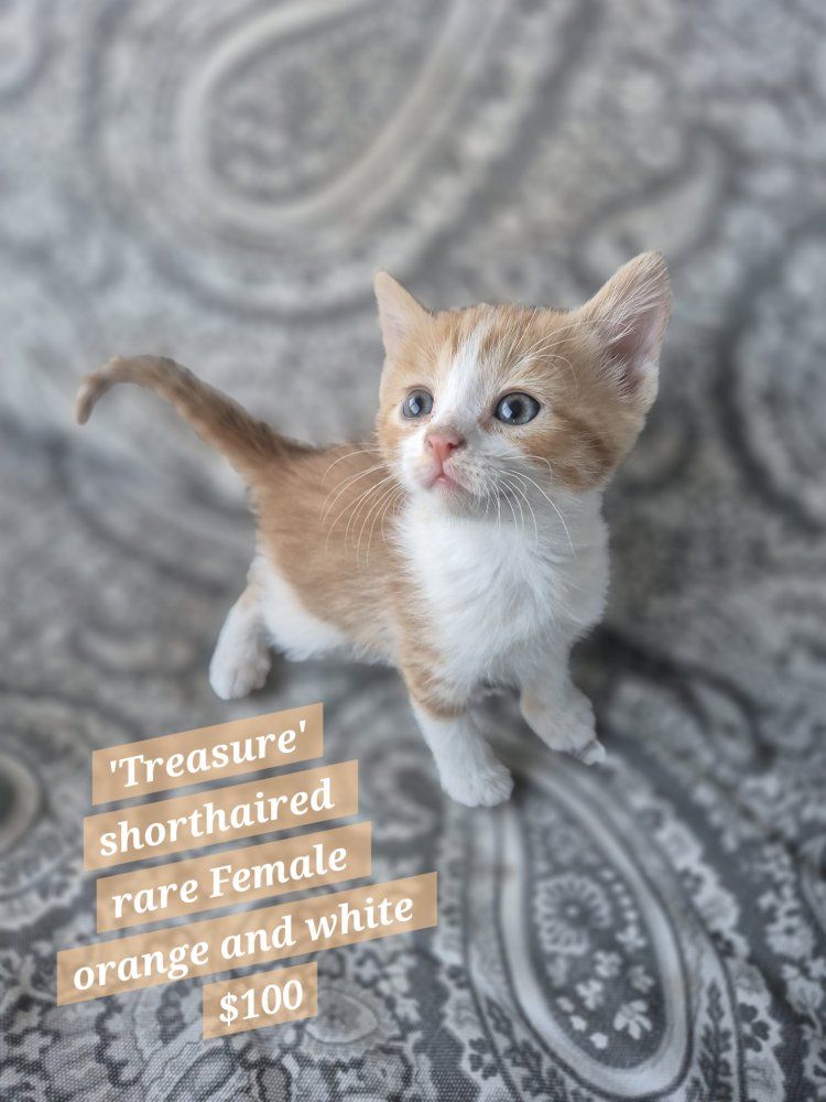 Great with kids and dogs! friendly cuddly kittens!