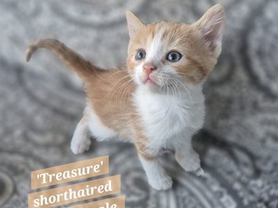 Great with kids and dogs! friendly cuddly kittens!