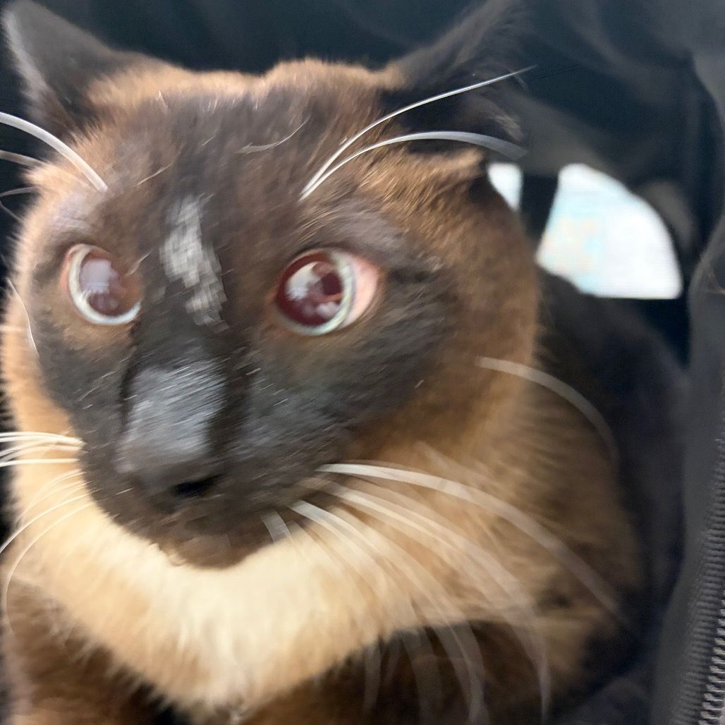Hello my name is Chonky