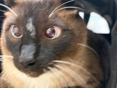 Hello my name is Chonky