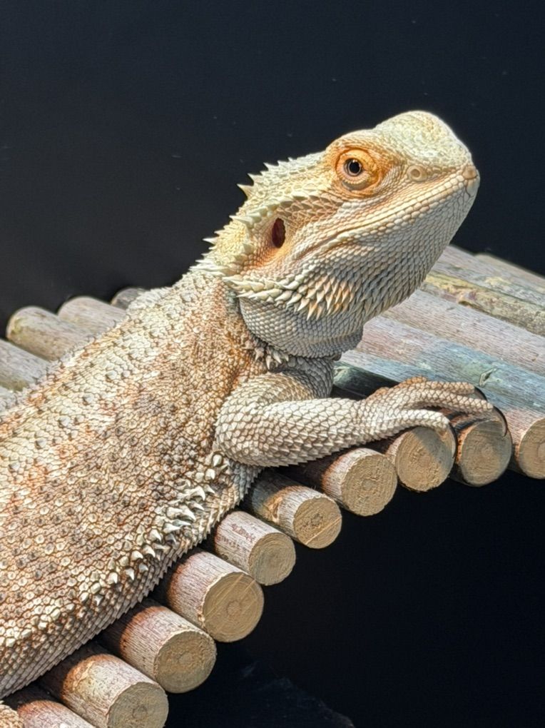 Female Bearded Dragon, Terrarium And Accessories
