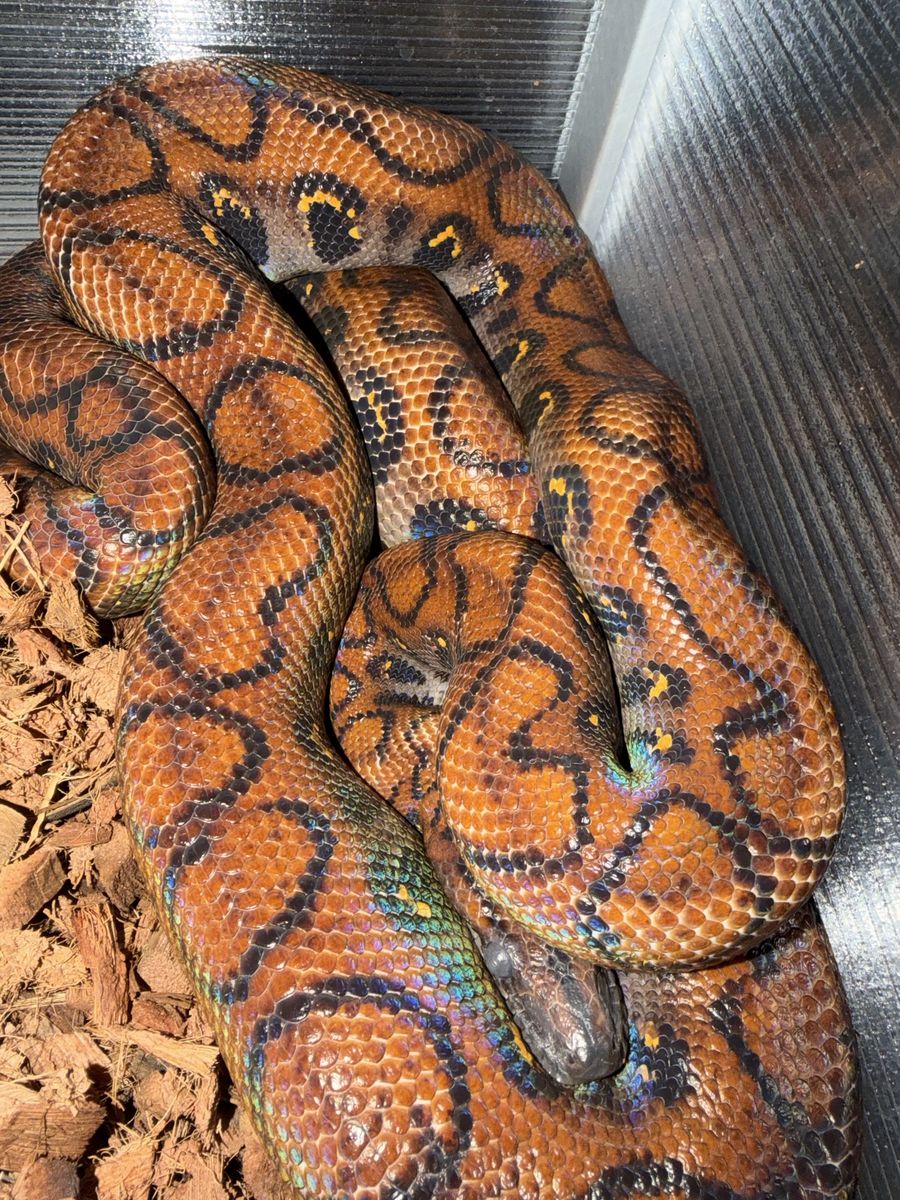 Brazilian Rainbow Boa