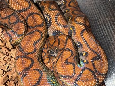 Brazilian Rainbow Boa